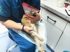-瑞派长江宠物医院·猫科·外科·24小时夜护(谊城公寓分院)