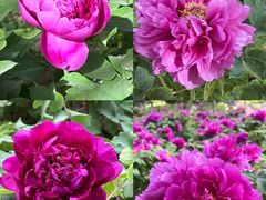 -洛阳郁金香牡丹园