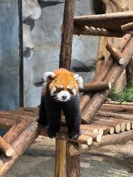 点击看大图 -Zoolung Zoolung动物主题公园(海信广场店)