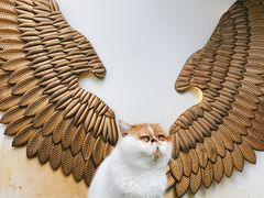 -喵屿·大理花园猫咖