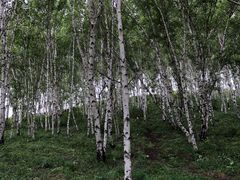 -乌兰布统景区-白桦林