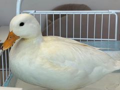 -怪兽屋·羊驼·猫咖·狗咖(俊华广场店)