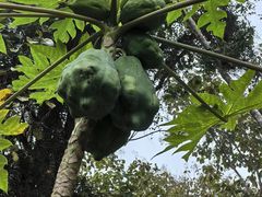 -中国科学院西双版纳热带植物园