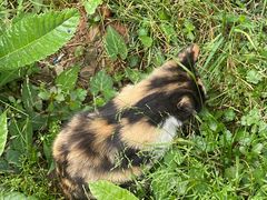 -清心素食自助餐厅(夫子庙店)