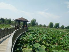 -羊亭河湿地公园