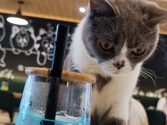 -遇见羊驼·奶狗咖·布偶猫咖·法斗柯基柴犬阿拉斯加(春熙路太古里IFS店)