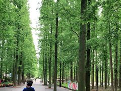 -东平国家森林公园