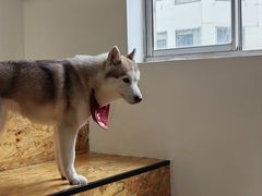 -Husky Go! 哈士奇体验馆·宠物咖啡厅狗咖