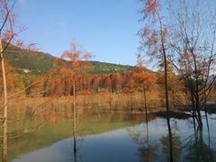 -小芝红树林