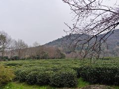 -中国茶叶博物馆(双峰馆区)