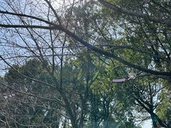 -高东镇樱花园