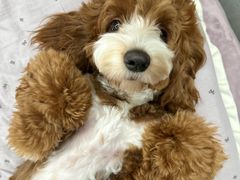 -帕帕拉兹宠物(亚洲旗舰店)