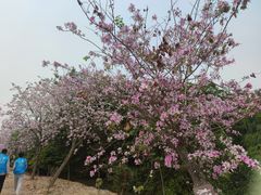 -大湾区中央湿地公园