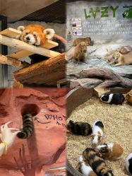 -Zoolung Zoolung动物主题公园(海信广场店)