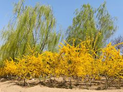 -大兴滨河森林公园