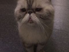 -猫色咖啡·猫咖