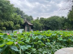-莲湖公园