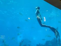 -海棠湾洲际-涛·海底餐厅·美人鱼·自助餐·海底隧道