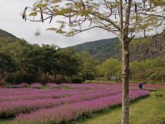 -亚龙湾国际玫瑰谷