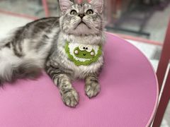 -FAELING PETS美天灵宠物(合生汇店)