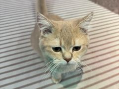 -大型宠物商超·宠海王国·宠物猫狗活体·用品·美容(新世界百货重庆店)