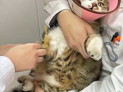 -邢大夫动物医院