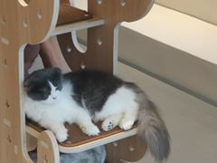-飞行喵MR PILOT|猫舍·猫咖(静安大融城店)