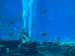 -亚特兰蒂斯•OSSIANO奥西亚诺海底餐厅
