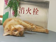 -藏猫猫咖啡主题馆(中央大道店)