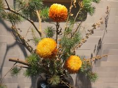 -曲水兰亭(北京四惠店)