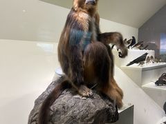 -四川大学博物馆