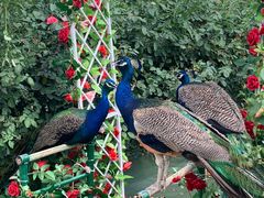 -亚龙湾国际玫瑰谷