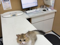 -瑞派康怡24h宠物医院·犬猫医疗中心·微创绝育(瑞景分院)