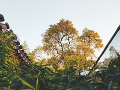 -曲廊院(东四十一条店)