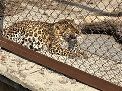 -大连森林动物园