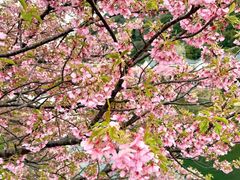 -桃花堤公园