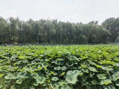 -莲花池公园