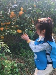点击看大图 -前小桔亲子创意农场·草莓采摘·露营烧烤
