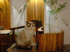 -喵屿·大理花园猫咖