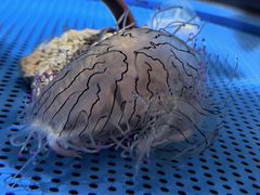 -西海国立公园九十九岛水族馆