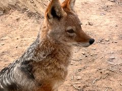 -石家庄市动物园