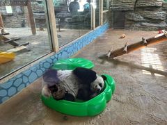 -西霞口神雕山野生动物世界