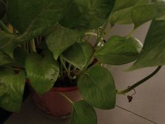 -耳湾躺式采耳SPA馆(保利五月花店)