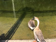 -祥源·阜阳生态乐园