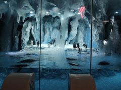 -帝企鹅自助餐厅•儿童岛•真企鹅(长隆企鹅酒店)