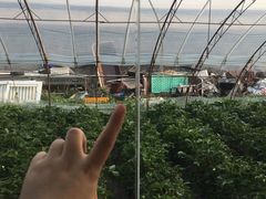 -大自然农场蔬菜草莓采摘园