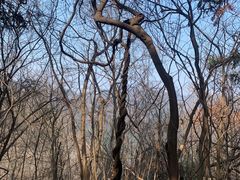 -素山寺森林公园