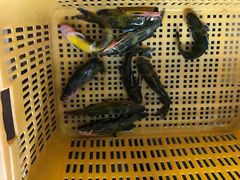 -大鹅岛灶台鱼·铁锅炖(水库路店)