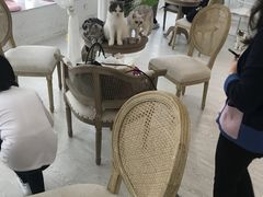 -共舞时光猫咖·狗咖(新街口店)
