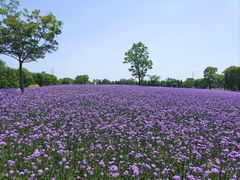 -同里国家湿地公园